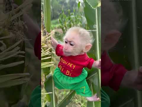 #facebook #automobile #haryanviculture #instagram #farming #haryanvimusic #tiktok #funny #monkey