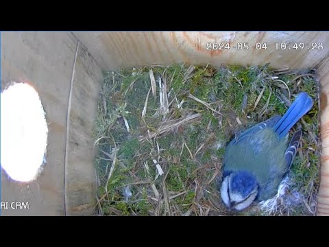 Nest Box Live Stream 🐦