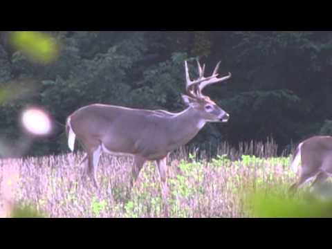 Md big buck