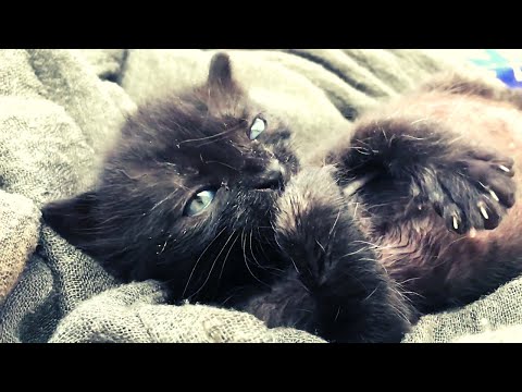 Aww cats #2 I Cute cats compilation I funny cats compilation I cat videos I pet videos I cats