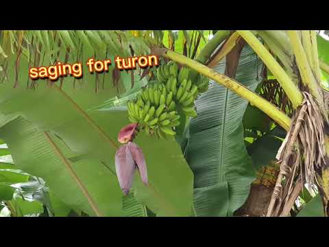 Buhay Probinsya #simplengbuhay #probinsyana #freshveggies #farmland #palayan #gulayan