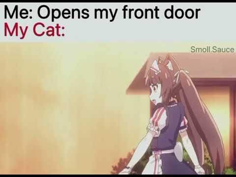 Nekopara Moment