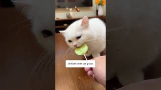 The CUTEST cat treat?! 😘