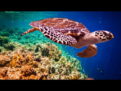 Coral Reef Underwater Footage with Water Sound - Screensaver, White Noise for Relaxation