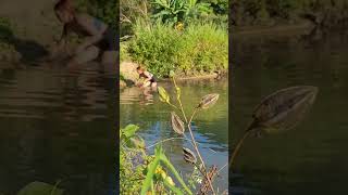 The village girl searches for snails to sell #fishing #girlbuildingbushcraftlife #bus #survivalgirl