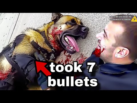 When Police Dogs Become HEROES