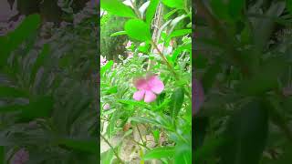 Most beautiful places in Bangladesh |#shorts