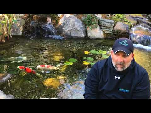 The Weekly Ribbit #62: When should I stop feeding my pond fish? | Long Valley, NJ