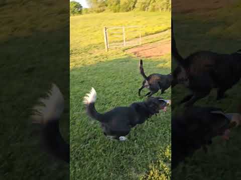 😂 breyer the center of attention #cowdog #beautiful #puppers #centerofattention