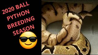 2020 ball python breeding season is here!