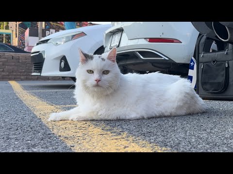 Meow-ving threw life one paw at a time!