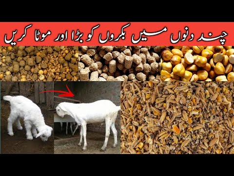 Make the goats bigger and fatter in a few days || بکریوں کو چند دنوں میں بڑا اور موٹا کریں