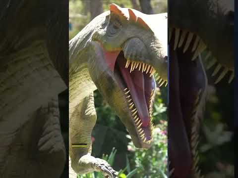 Facts about Dinosaurs 🐱‍🐉🐱‍🐉#shorts