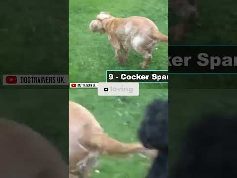 Cocker Spaniels: Your Loyal, Loving, & Furry Best Friend!