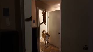 Funniest Cat Moments Video Wow