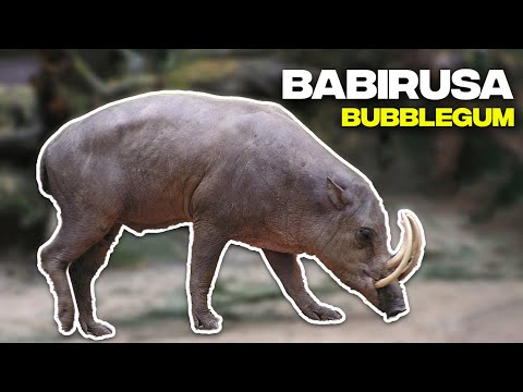 Unlocking the Secrets of Babirusa (AKA Deer-Pig): Fascinating Insights