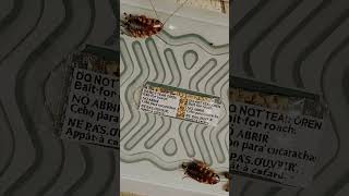 Cockroach Trap Open Box (Day 2)