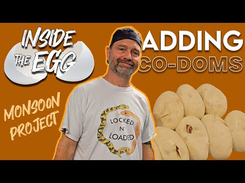 Adding co-doms to the Monsoon project | Inside the Egg 11