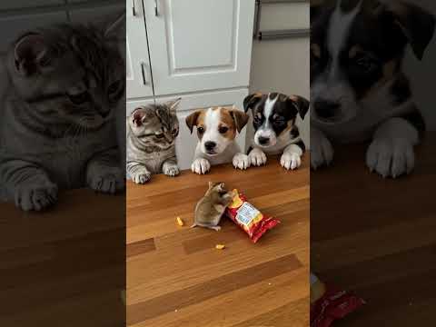 When You Want a Bite But the Hamster is the Boss! 🐹🐶🐱 #cat #trap #funnycat #funnyanimals #kitten
