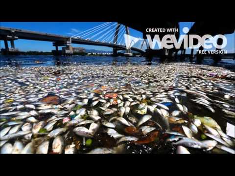 Nyla's Pollutionvideo