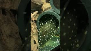 Pleco #aquarium #fish #aquascape #cichlid #pleco #shrimp #aquariumideas #tatespeech #tate #fyp #fypシ