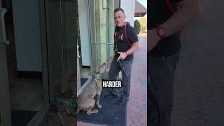 Your Service Dog's Job: No Clowning, Just Control