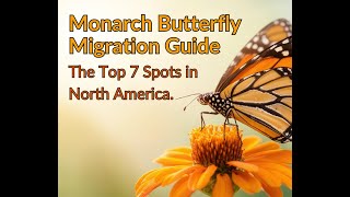Monarch Butterfly Migration Guide   The Top 7 Spots in North America