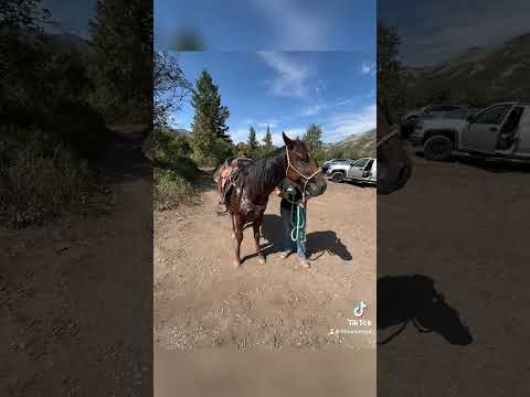 Last minute cowgirl trip! #horse #horseridind #horseriding #rodeo #horseing #horseride #cowboys