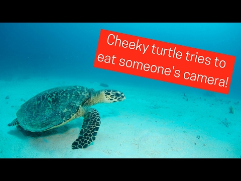 Cheeky turtle tries to eat someone's camera!