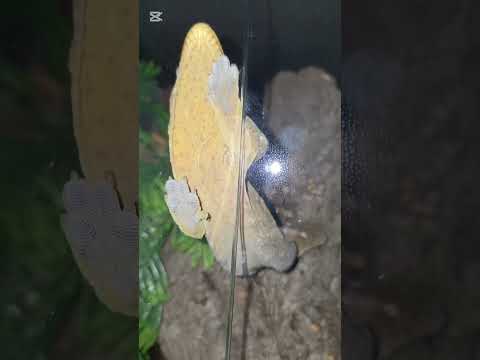 Think my Leachie is broken