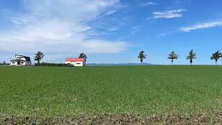 20230913日本北海道自由行（洞爺湖、釧路溼原、摩周湖、屈斜路湖、網走、知床半島、根室、小樽運河、札幌中島公園）