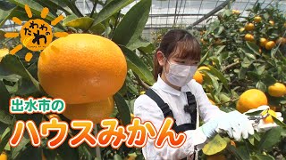 出水市のハウスみかん(2022年7月10日放送)