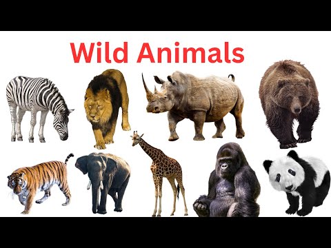 Wild Animals Name | Wild Animals for Kids | Wild Animals Name In English | Jungle Animals.