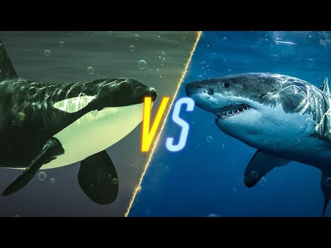 Orca vs. Shark | Fight for king of the ocean