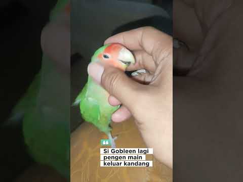 Lovebirdku udah kayak sahabat sendiri, nggak pernah kabur walau main di luar kandang#burunglovebird