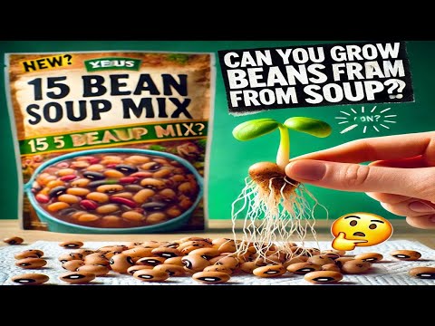 I Grew Beans from a Soup Mix… and You Won’t Believe the Results! 🌱🔥