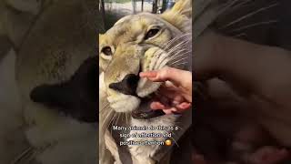 Big Cat Mouthing Affection! AMAZING