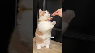 cuties🥰#cats #cat #cutecat #shorts #short #shortvideo #shortsvideo #ytshort #ytviral #fyp #cutecat
