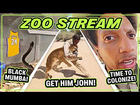 Fighting Jaguars, Holding Snakes, and Racist Monkeys! [RDC ZOO STREAM] 🦁🐍🐒