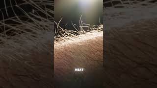 Why Do We Get Goosebumps A Hair Raising Mystery #goosebumps #sciencefacts