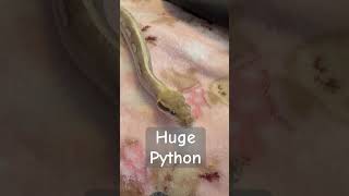 L👀k At This STUNNING 🤩 #python #ballpython #royalpython #pythonregius  #snake #bigsnake #reptile