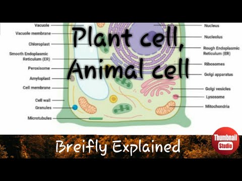 Cell and Orgennels|PROKARYOTIC|EUKARYOTIC|MITOCHONDRIA|ENDOPLASMIC Reticulum|Ribosomes|Plastid