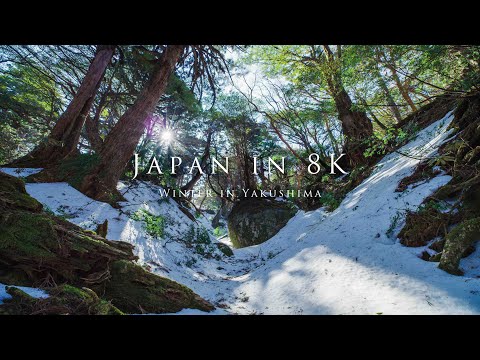 Japan in 8K -Winter in Yakushima-