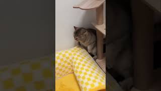 Cats & Dogs Chaos! Laser Chase & Playful Moments!
