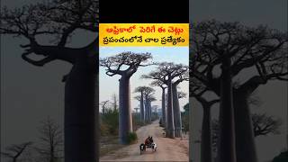 Baobab tree |#shorts#youtubeshorts