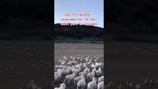 Motivación para programadores #programacion #programador #programmer #programming