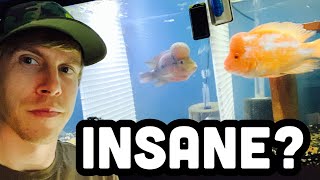 Red Devil Cichlid Aggressiveness (Growth Rate)