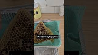 It's spring cleaning time!!! If you've already been out to clean your hives or you're planning to