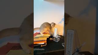 Bluetooth connection was successful.😂😂#cat#catvideos #funnycat#fyp