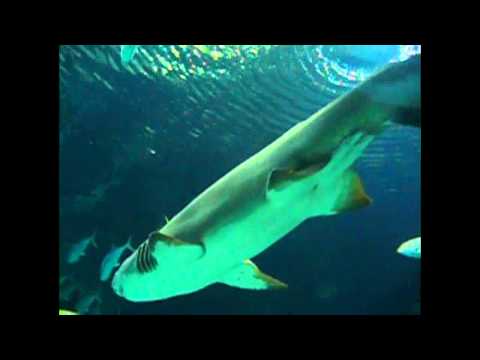 Henry Doorly Zoo Aquarium
